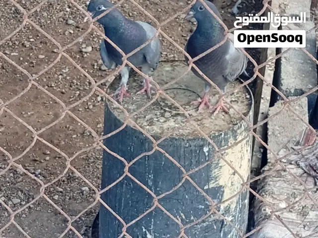 Pigeons for Sale – Pakistani, Birni & Flying Pigeons AvailableHealthy pigeons available for sal