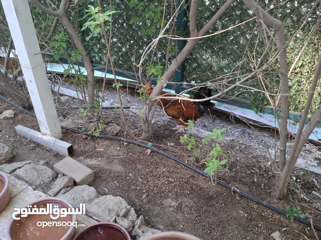 ديك ودجاج عربي أحمر للبيع أعلاف طبيعية