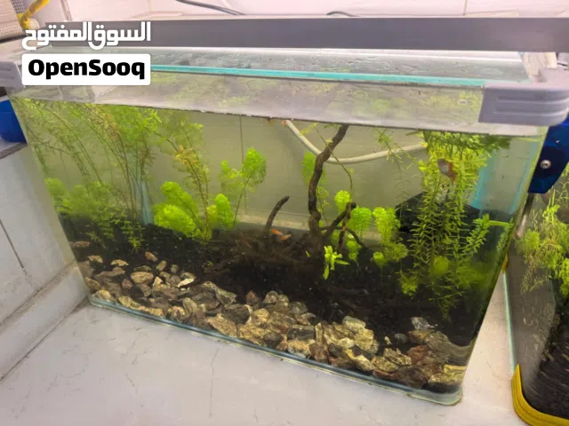 احواض مزروعة لاسماك الزينة