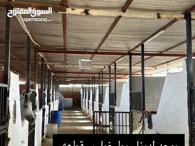 يوجد ربط خيل كبد قطعه 10