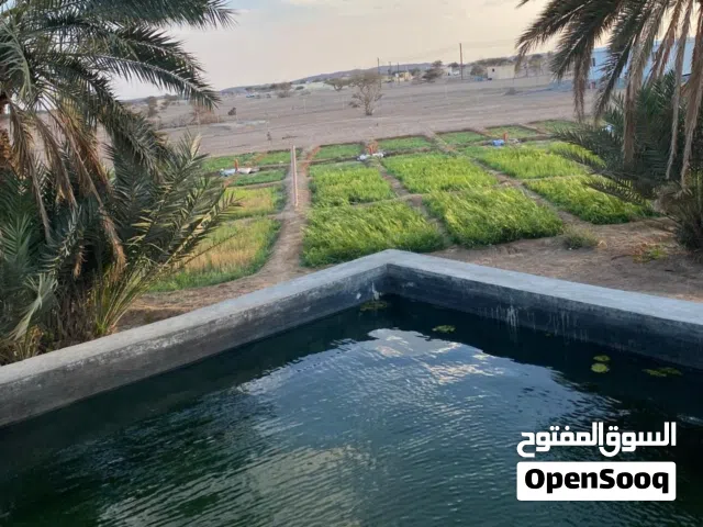 للبيع مزراعة مباشر من المالك