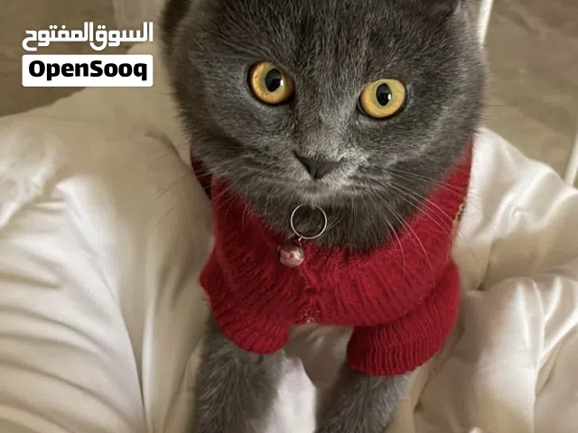 قطين ذكر وانثى برتش للبيع