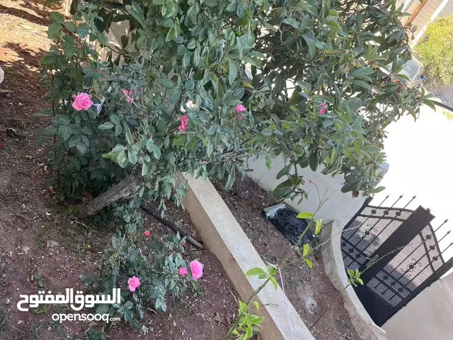 80 m2 2 Bedrooms Apartments for Rent in Amman Tabarboor