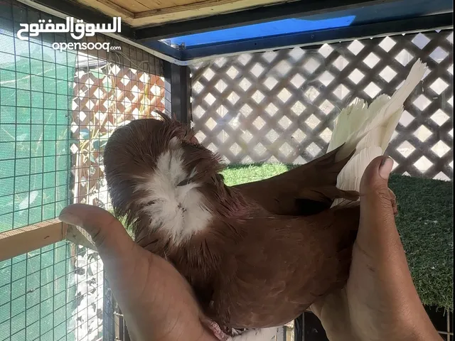 فحل نمساوي احمر