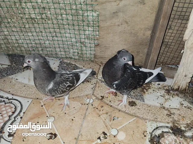 حمام زينه للبيع السعر خاص
