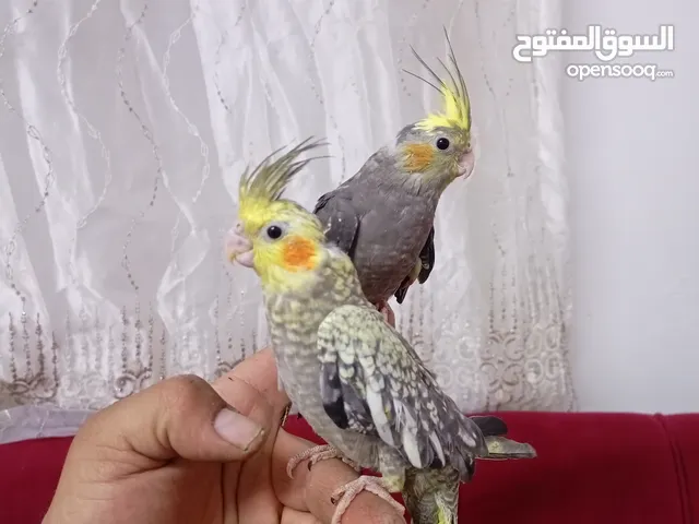 5 جواز حب هوقو صحه ونظافه طواير كوكتيل جواز كوكتيل اليفات جواز كوكتيل شغاله