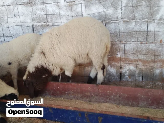 سلام عليكم متوفر سعي بيوضي