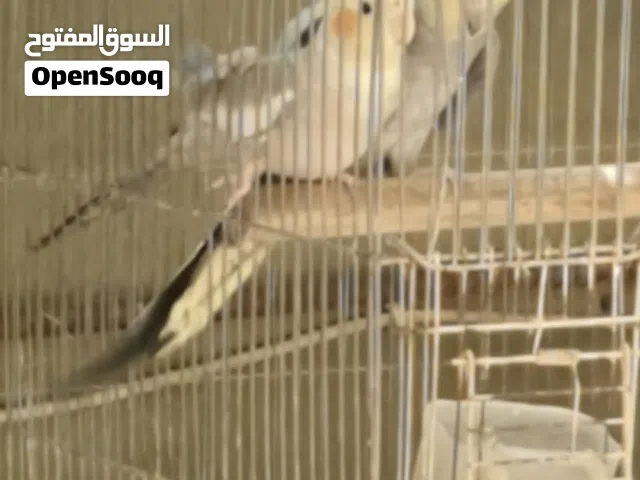 متاح زوج امايات جواهن بيض حاليا سعر ب50 ابيع فقط امايات مكان بغداد نفق الشرطة متاح زوج امايات جواهن