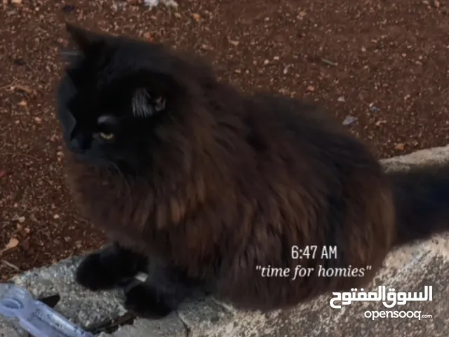 قط اسود ذكر شيرازي