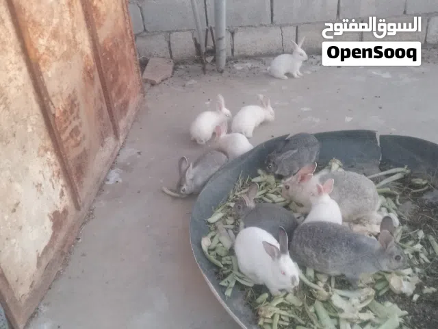 فرنسي وبلدي نخب اعمار مختلفة