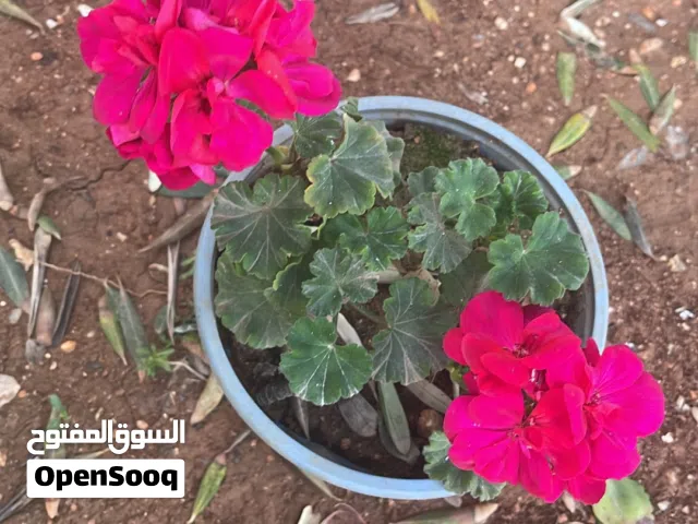 نباتات خارجية مزهرة للزينة بسعر نصف دينار للشتلة موجود منهن كميات ويوجد خدمة توصيل عمان والزرقاء