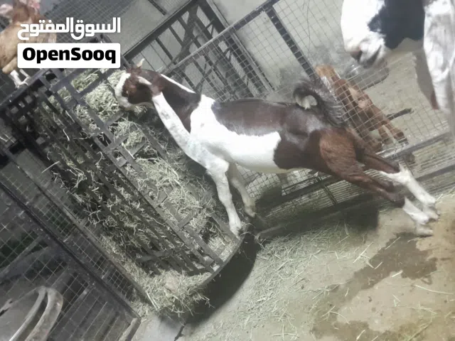 goat for sale