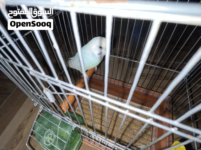 السلام عليكم ورحمة وبركاته ذكره ربي يبارك