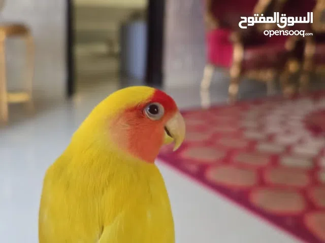 ببغان روز واحد مدرب ذكر الثاني أنثى غير مدرب لليع