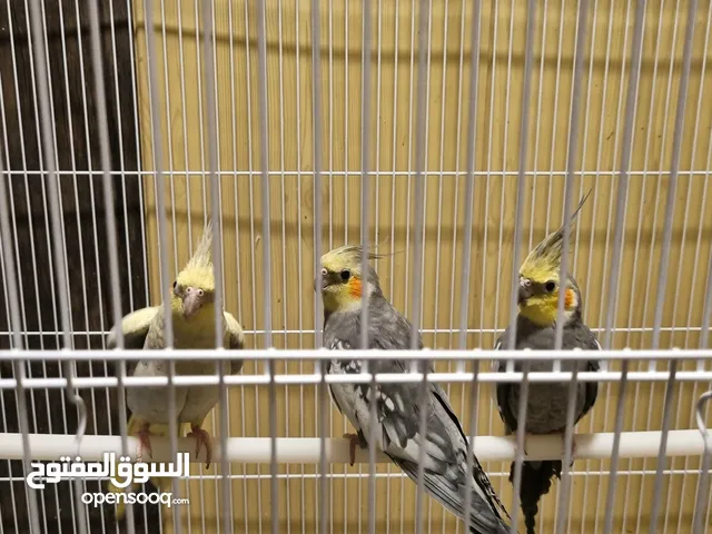 طائر كوكتيل
