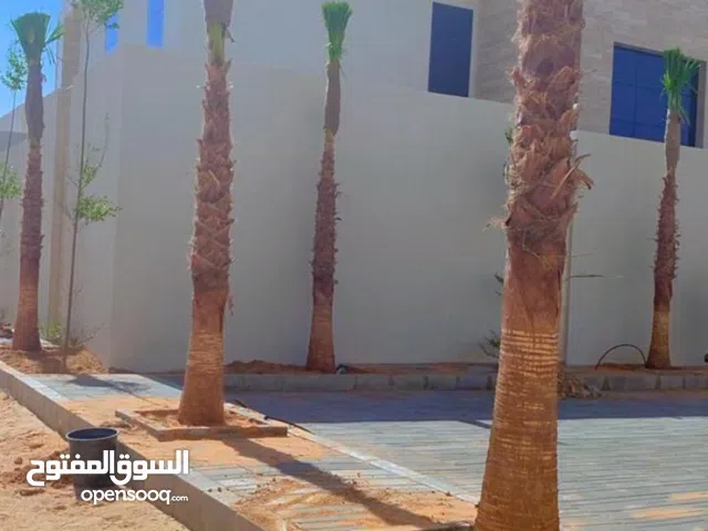 نخل للبيع بجميع انواعه وكافت مقاساته المختلفة