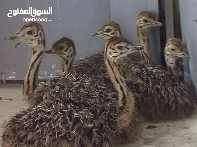 نعام للبيع