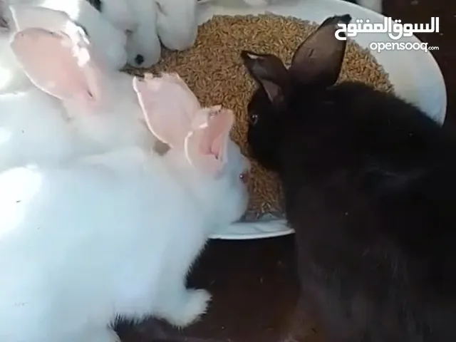 ارانب فرنسي ابيض للبيع