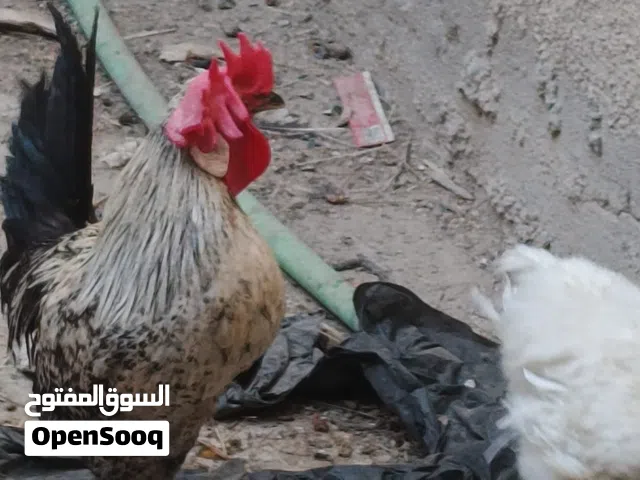 ديوجه عرب عمر 5 اشهر