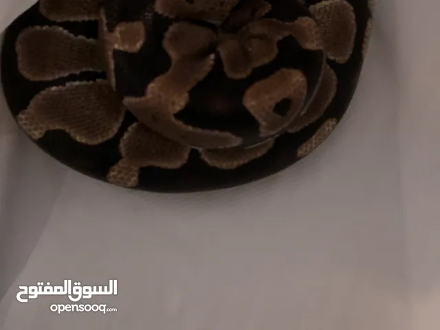 ثعبان Ball python