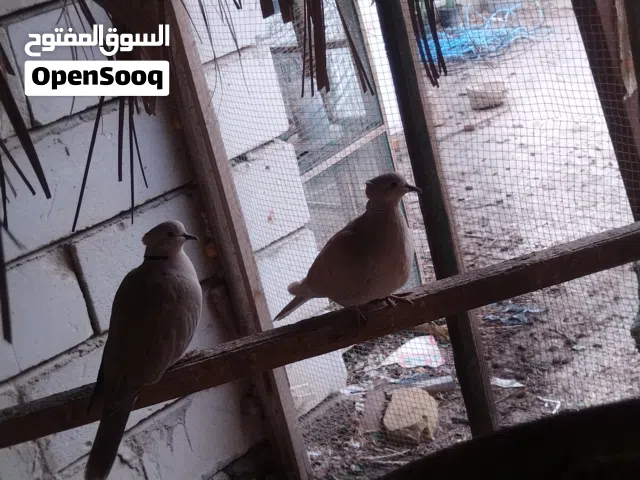 اسلام عليكم محميه كامله للبيع حمام ملكي عسلي وعادي وكم طير احمر وبي بعد الوان +فناجز حجم حلو+ياكريم