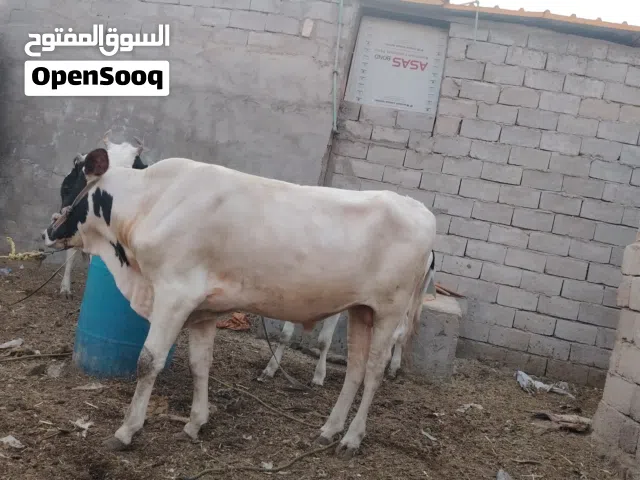 ابقار للبيع