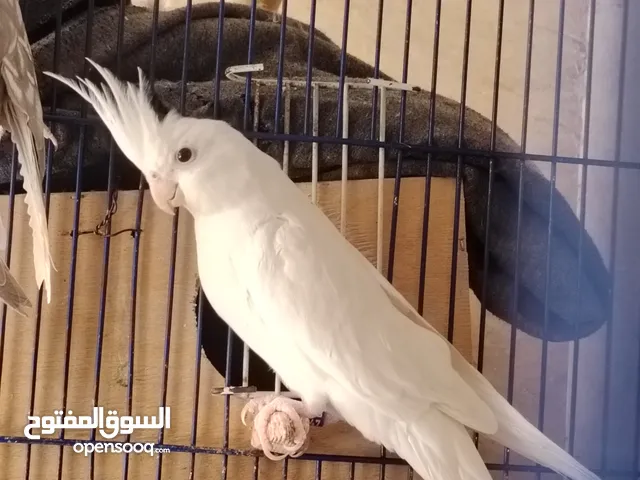 دكر البينو