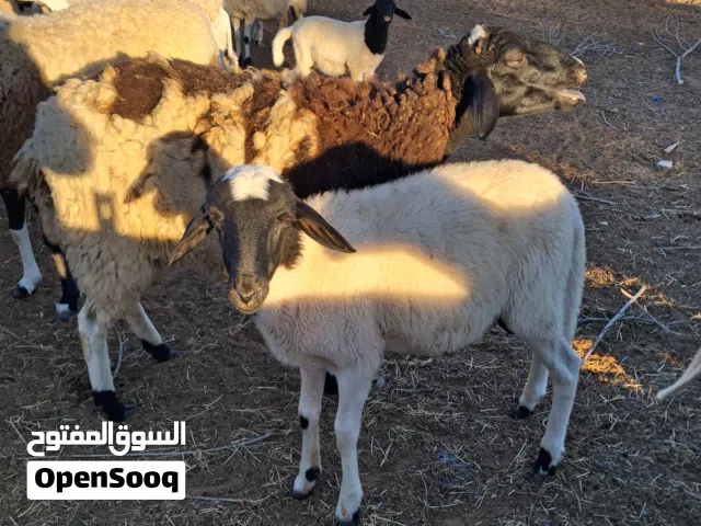 خرفان سلالة الدمان المغربية