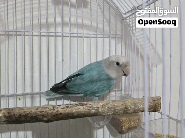 دكر بركديلو بلو اوبلاين سينمون