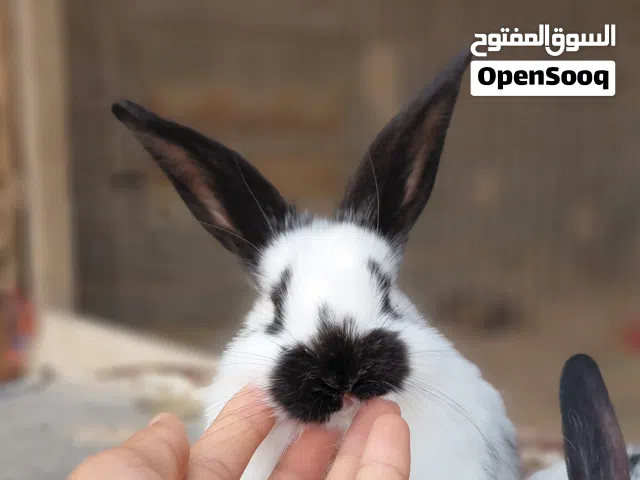 مطلوب دجاج عربي تبديل ب ارانب الماني فراشة دم صافي  اعمار متفاوته في مجرية وف ي عشار و في فاضية