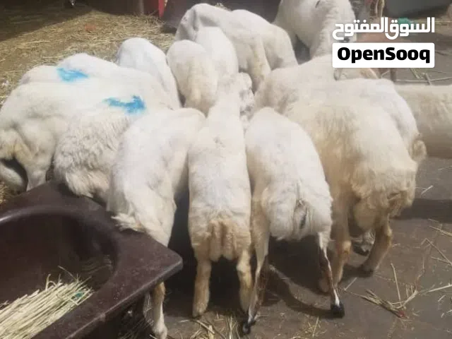 اغنام وابقار اضاحي عيد الاضحى المبارك جيمع الاحجام لدينا