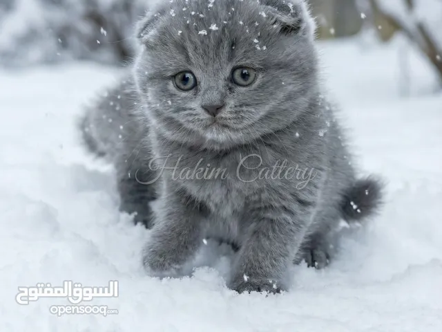 Scottish Fold Blue  TRIPLE FOLD – Female - High Quality  بنت سكوتش تريبل فولد 45 يوم