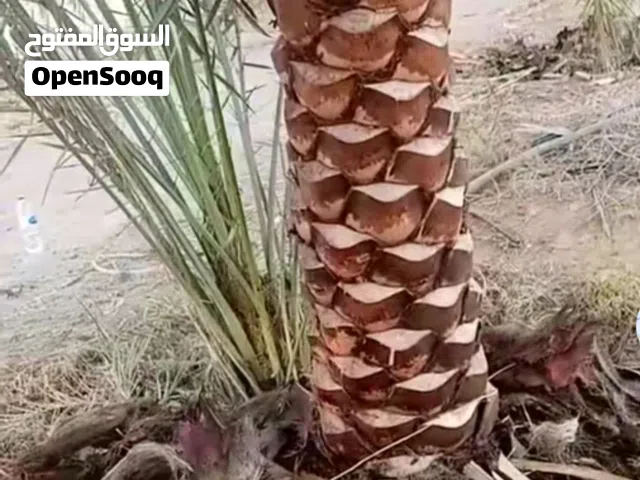 شراء وبيع أشجار النخيل