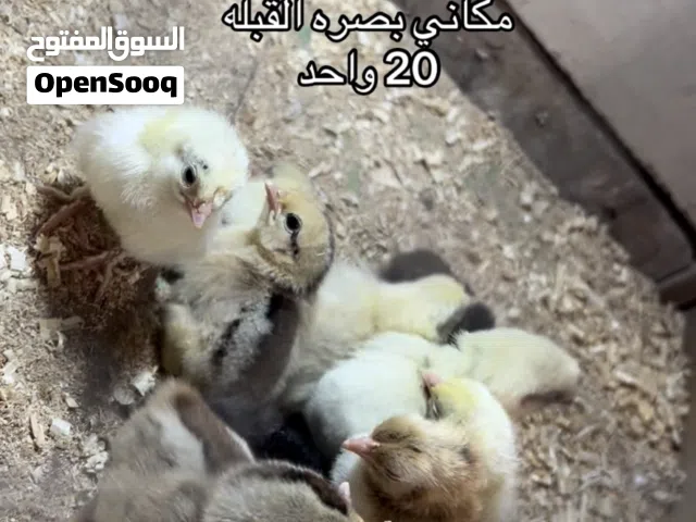 كتاكيت وافراخ دجاج عرب تابع الوصف