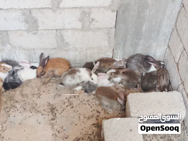 أرانب للبيع الموقع المكلا لتواصل