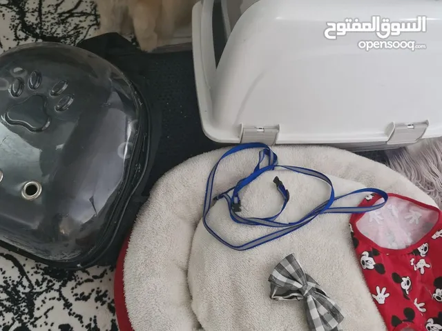قط برتش لوغ هير زكر للبيع