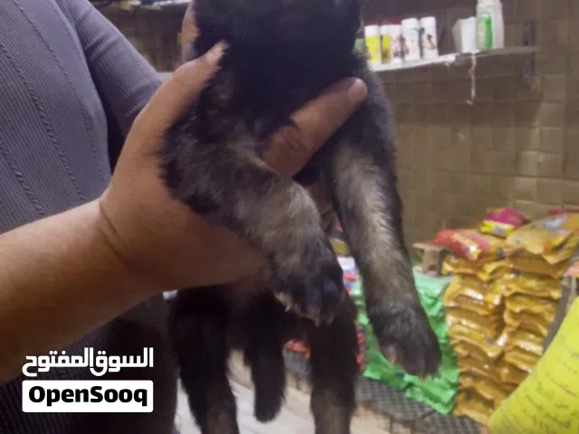 جراوي جيرمن شيبرد عمر 35يوم