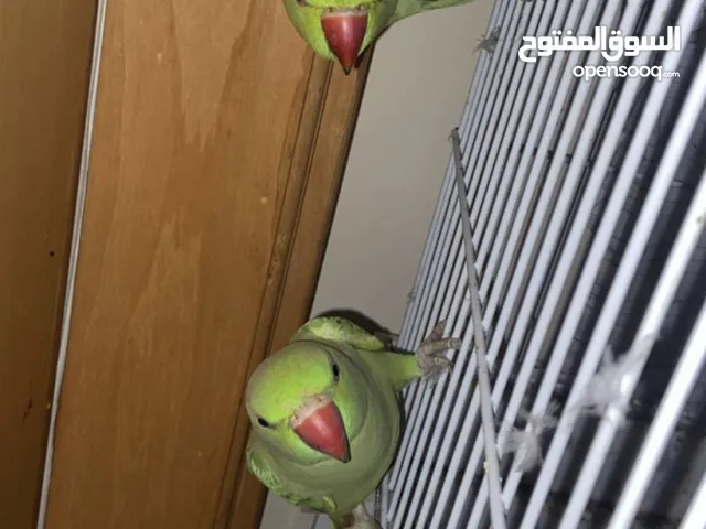 بغبغاء للبيع