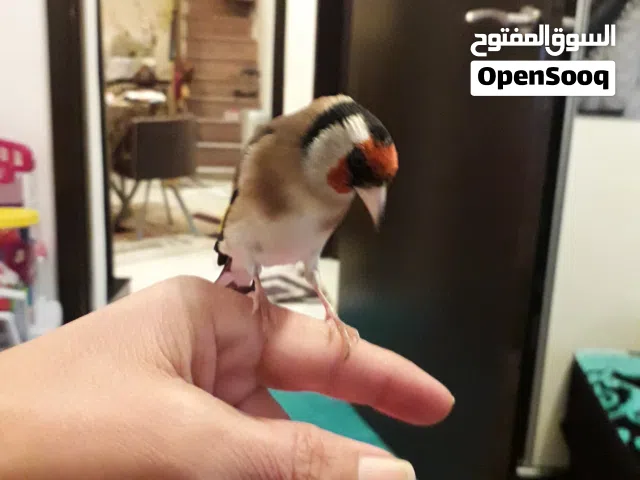 مطلوب حمام مصري يالي عنده يعرض مع السعر وشكرا