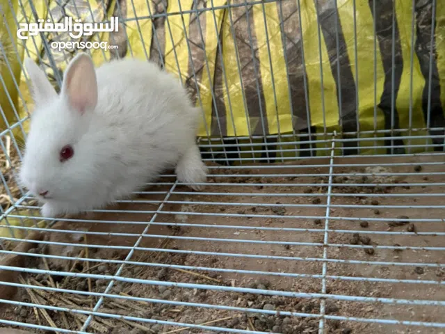 أرانب صغار لبيع موقع صحم