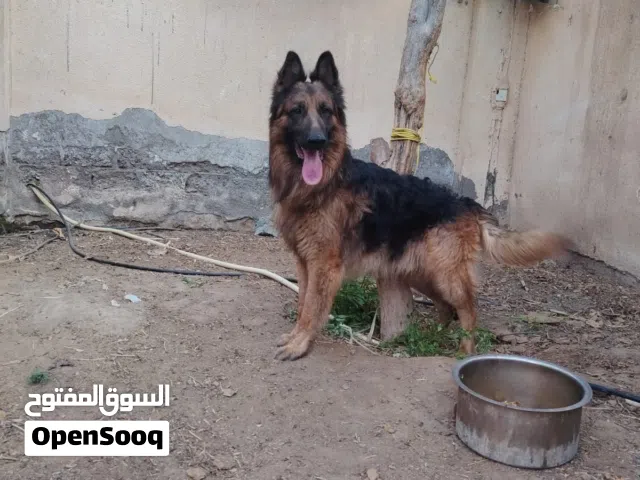 للبيع كلب جيرمن شيبرد رواك لاين لونج هير بلاك ان تان بصحه ممتازه