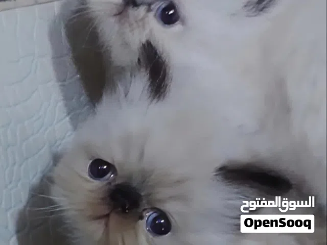 هملايا بيكي فيس