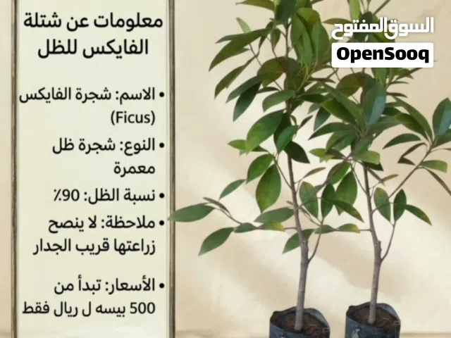 للبيع شتلات متنوعه واختار اللي يناسبك تابع الوصف.