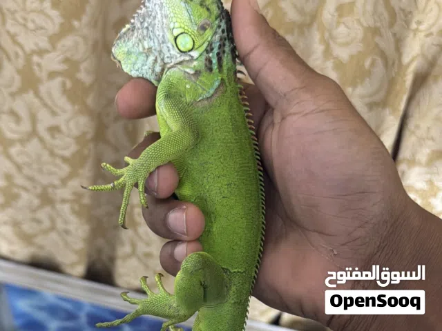 الاقوانا خضره على زيتيه فيها حجم شوي