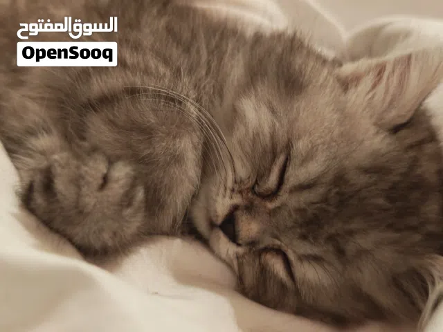 Shirazi cat 1 Month And Half