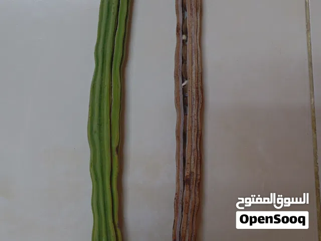 متوفر بذور نبات الشوع الجبلي الأصيل