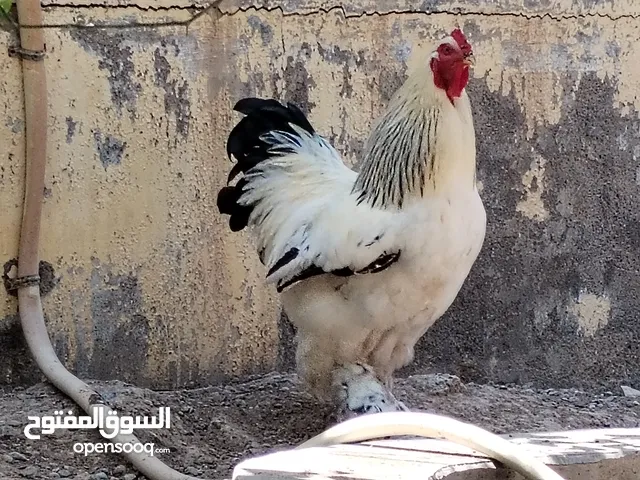 فرصه ما تتعوض لمحبي تربيه الدواجن المميزه عندي لكم اليوم بيع صيصان + بيع امهات الصيصان إلي يريد