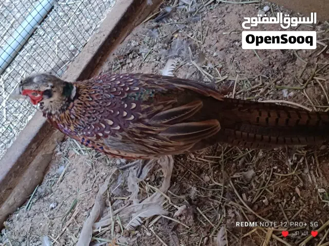 السلام عليكم متوفر فرريج حجل الفزون ربي يبارك