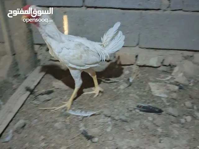 ديج ضروبه لون ابيض جاهز