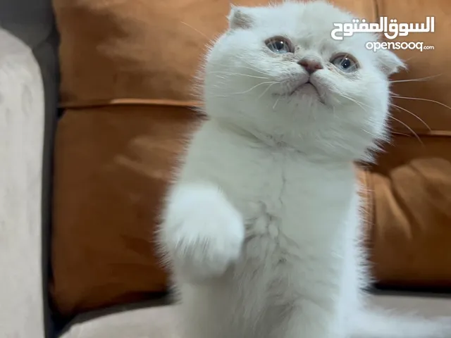 ذكور واناث فولد جاهزين للتسليم